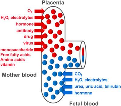 A Review of Nanotechnology for Treating Dysfunctional Placenta